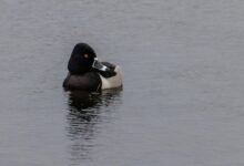 caller behavior analysis insights