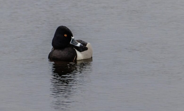 caller behavior analysis insights