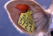 regional call tracking system