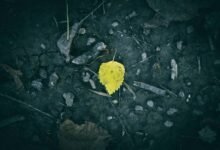 seasonal demand pattern changes