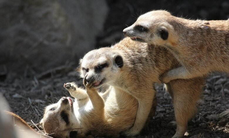 family discussion about hacks