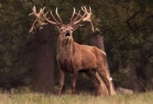 royal stag 750ml price