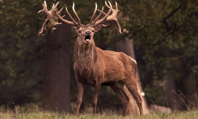 royal stag 750ml price